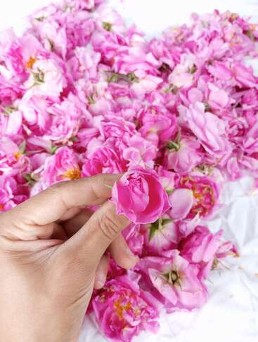 Uma mão segura delicadamente um único botão de rosa rosa sobre um fundo repleto de rosas rosa vibrantes, recém-colhidas, criando uma cena floral linda e delicada.