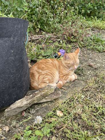 Un chat roux fait une sieste paisible sur un chemin pavé dans un jardin, entouré de plantes vertes, d'un grand pot noir et d'outils de jardinage posés à proximité.
