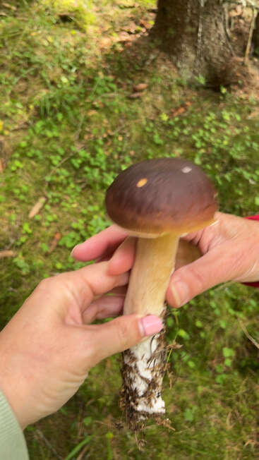 Dos manos sostienen una seta recién recogida, de tallo grueso y sombrero marrón, en medio de un bosque de un verde intenso, cubierto de musgo y hierba.
