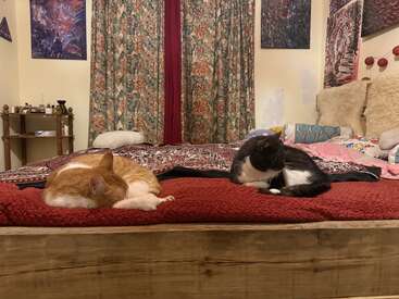 Deux chats se reposent sur un lit douillet recouvert de couvertures rouges à motifs. La pièce présente un éclairage chaleureux, des rideaux fleuris, des tableaux et un décor doux et accueillant.