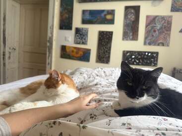 Deux chats se reposent sur un lit recouvert d'une couverture à fleurs. Une main touche délicatement l'un des chats. Le mur de fond affiche plusieurs peintures abstraites colorées.