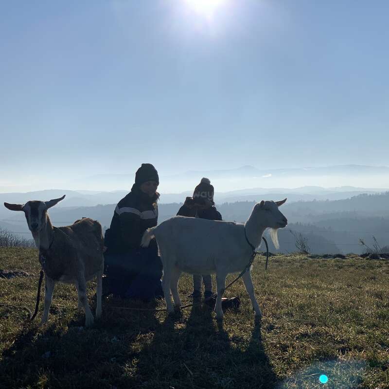 The image depicts two individuals sitting on a hillside with two goats, set against a hazy landscape and bright sun. The scene is serene and peaceful.