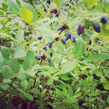 The image depicts a lush bush with vibrant green leaves and clusters of dark blue berries, showcasing a natural and thriving environment.