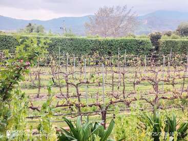 Uma cena tranquila de vinhedo com fileiras de videiras, plantas com folhas verdes em primeiro plano, sebes altas, árvores distantes e montanhas sob um céu nublado.