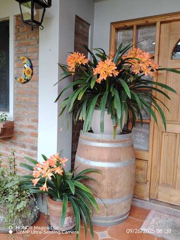 Dois vasos de flores de laranjeira ficam ao lado de uma porta de madeira. Um vaso está em um barril e o outro no chão. Fundo de parede de tijolos rústicos.