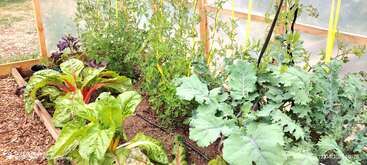 This image shows a lush greenhouse garden bed with leafy vegetables, including Swiss chard and kale, and a drip irrigation system, surrounded by wooden framing.