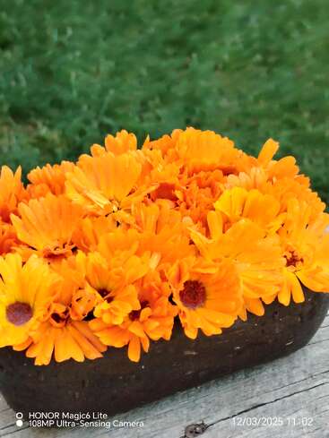 A rectangular pot is filled with vibrant orange marigold flowers. The background is a blurred green grassy area, highlighting the bright color of the flowers.