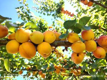 Golden yellow apricots hang in clusters on a tree branch, surrounded by green leaves. Sunlight filters through, creating a vibrant, fresh and summery scene.
