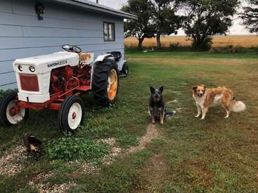 Un tracteur classique Satoh blanc et rouge est garé à côté d'une maison. À proximité, deux chiens et un chat se tiennent sur de l'herbe verte et du gravier.