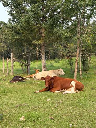 Trois vaches se reposent dans un champ herbeux entouré d'arbres verts. La lumière du soleil filtre doucement à travers les branches, créant une scène rurale paisible et sereine.