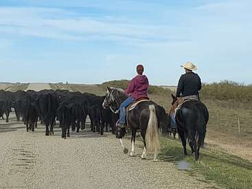 Deux personnes à cheval conduisent un grand groupe de bovins noirs sur un chemin de terre rural, entouré de champs herbeux sous un ciel bleu clair.