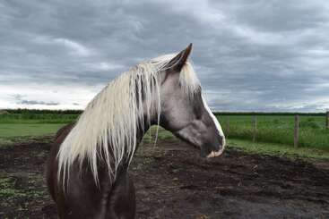 Un magnifique cheval noir à la longue crinière blanche se tient dans un champ boueux, sous un ciel dramatiquement nuageux, entouré d'herbe verte et d'une clôture.