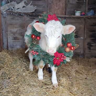 Un jeune veau blanc se tient sur de la paille à l'intérieur d'une grange rustique, portant une couronne de Noël festive décorée d'ornements rouges, de baies, de pommes de pin et de fleurs de poinsettia.