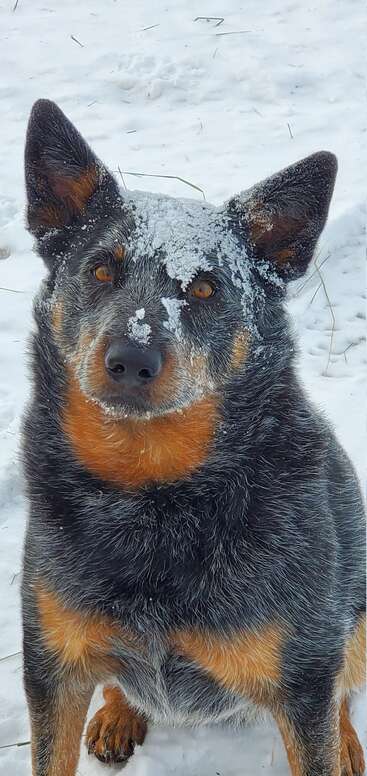 Un mignon chien alerte au pelage noir et feu est assis dans la neige, le visage saupoudré de givre. Il regarde calmement l'appareil photo.