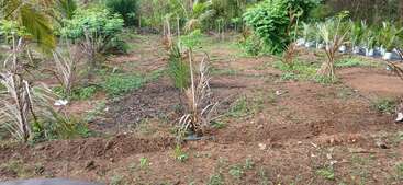 This image shows a patch of farmland with sparse vegetation, young and some dying palm trees, green bushes, pots with plants, and patches of bare soil.