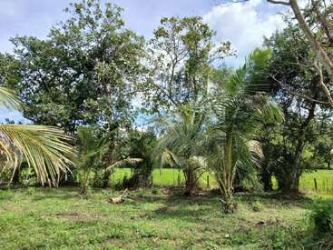 This image shows a lush, green landscape with tall trees, palms, and grass. Sunlight filters through the leaves, creating a peaceful, natural outdoor scene.