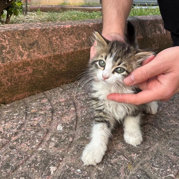 A fluffy, adorable kitten with big green eyes is being gently petted by human hands while sitting on a textured stone pavement near a grassy area.