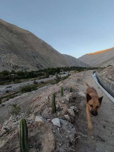 Um cachorro marrom caminha por um caminho de terra batida ladeado por pequenos cactos. Montanhas escarpadas e um vale banhado pela luz suave do pôr do sol completam a paisagem cênica.