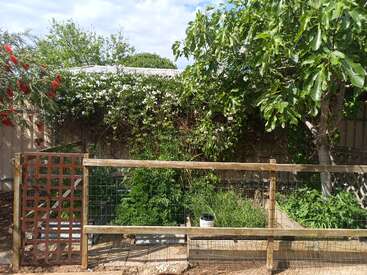 Ein üppiger Garten, der von einem Holzzaun umgeben ist, mit grünen Pflanzen, einem blühenden Strauch, einem Feigenbaum und leuchtenden Bottlebrush-Blüten unter einem teilweise bewölkten Himmel.