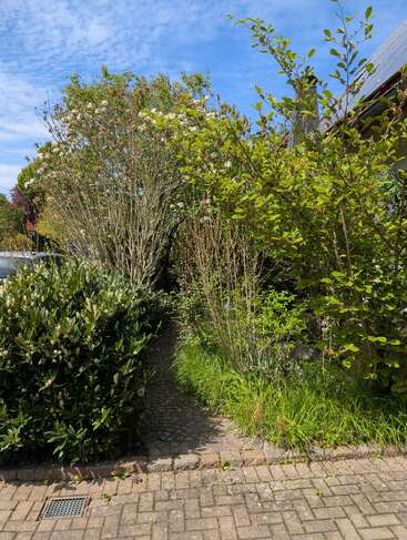 A narrow cobblestone path winds through lush green bushes and blossoming trees beside a house under a bright blue sky with scattered clouds. Peaceful garden scene.