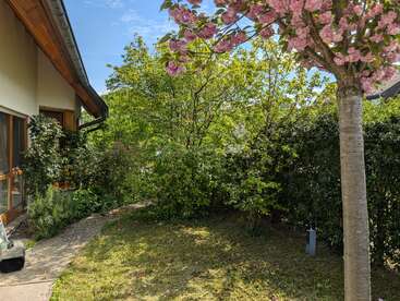 A peaceful garden with a flowering pink tree, green bushes, a mowed lawn, and a paved path beside a house, under a bright blue sky.
