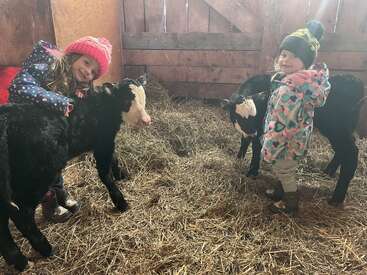 Two young girls in colorful winter clothes stand in a barn, smiling as they pet two adorable black and white calves standing on straw-covered ground.