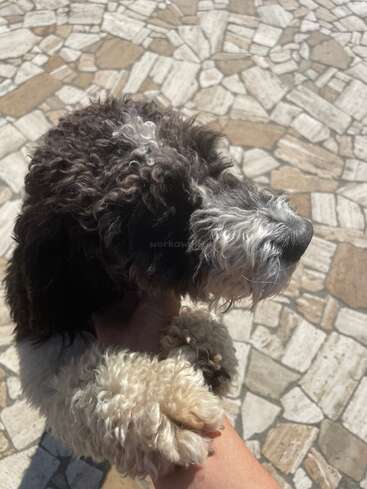 A cute black and white curly-haired dog is being gently held by a person outside on a stone-tiled pavement, enjoying sunny weather and affection.