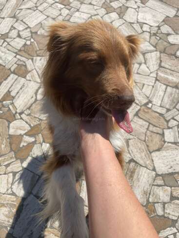 A happy brown and white dog enjoys affection as a person gently holds its face outdoors, standing on a patterned stone pavement in bright sunlight.