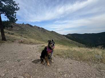 La imagen muestra a un perro sentado en un camino de tierra, con un paisaje montañoso de fondo y un cielo nublado. El perro lleva un pañuelo.