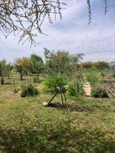 Eine friedliche Gartenszene mit grünem Gras, verschiedenen Bäumen und Pflanzen, einer Holzbank, Gartengeräten und einem klaren, leicht bewölkten Himmel über uns.