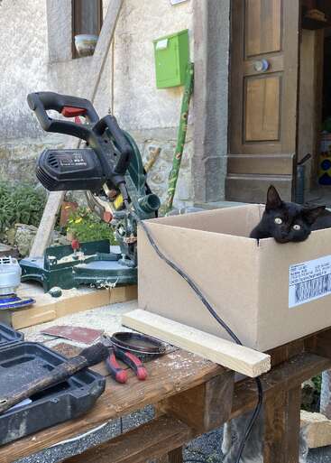 Eine schwarze Katze macht es sich in einem Karton auf einer Werkbank gemütlich, umgeben von Holzbearbeitungswerkzeugen, Sägemehl und einer Säge, in einer rustikalen Werkstatt im Freien.