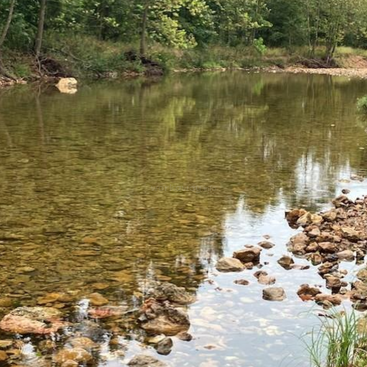 Un ruisseau clair et peu profond coule doucement à travers une forêt. L'eau reflète les arbres verts, tandis que des rochers et des pierres bordent la rive par une journée paisible.