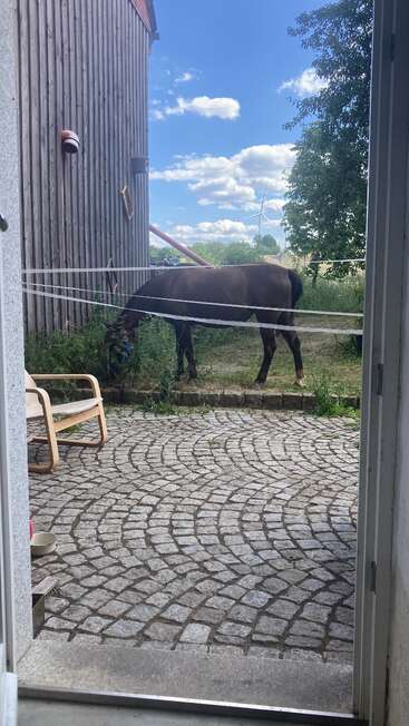 Un cheval brun broute à l'extérieur, près d'un bâtiment en bois, vu à travers une porte ouverte. Un ciel bleu, des nuages, une éolienne et de la verdure complètent cette scène paisible.