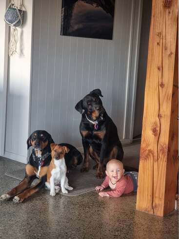 Ein glückliches Baby in einem roten Hemd liegt auf dem Boden neben drei Hunden, die alle zusammen in einem gemütlichen, warm beleuchteten Haus posieren.