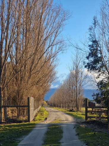 Ein von kahlen Bäumen gesäumter Feldweg erstreckt sich in der Ferne unter einem klaren blauen Himmel. Hunde laufen entlang der Straße, eingezäunte Felder auf beiden Seiten.