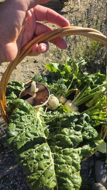 Une main tient un panier en osier rempli de légumes fraîchement récoltés : légumes verts à feuilles, brocolis, champignons, navets et autres produits du potager, qui scintillent au soleil.