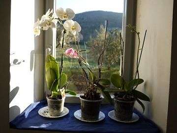 La imagen muestra tres orquídeas en macetas en el alféizar de una ventana, con una vista panorámica de un paisaje montañoso en el exterior.