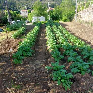 Cette image montre des rangées de plantes potagères vertes poussant dans un jardin, entourées d'arbres, d'un camping-car, de maisons et de poteaux électriques en arrière-plan.