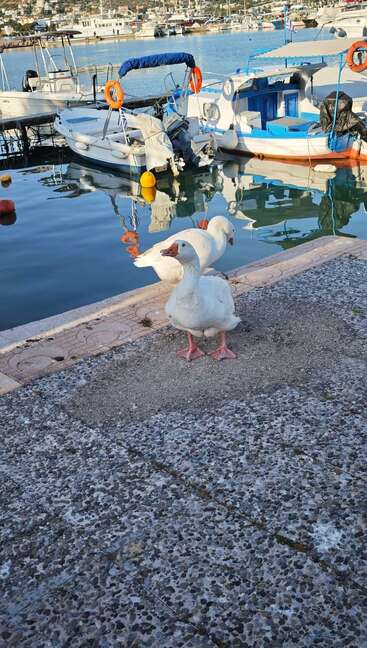Zwei weiße Gänse stehen auf einem strukturierten Steg in der Nähe eines Hafens, im Hintergrund sind bunte Boote und ruhiges Wasser zu sehen. Das Morgenlicht unterstreicht die Ruhe.