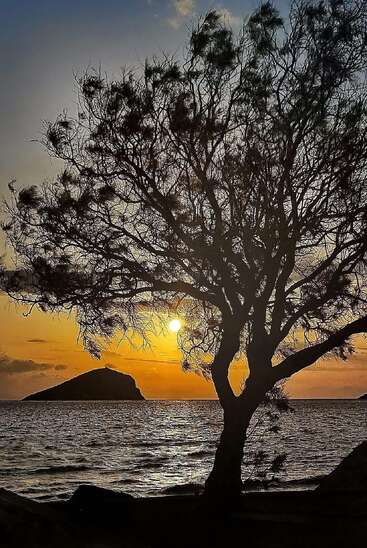 Ein Baum zeichnet sich bei Sonnenuntergang am Meer ab, während sich goldenes Licht auf dem Wasser spiegelt, in der Ferne eine Insel zu sehen ist und über allem ein leuchtender, friedlicher Himmel liegt.