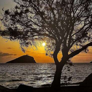 A silhouetted tree stands by the ocean at sunset, with golden light reflecting on water, an island in the distance, and vibrant, peaceful sky above.