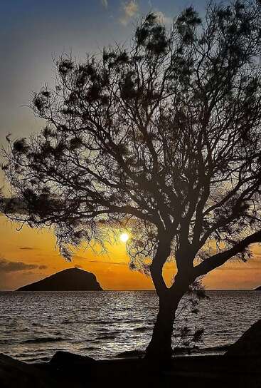 Au coucher du soleil, un arbre se détache sur le bord de mer, tandis que la lumière dorée se reflète sur l'eau, qu'une île se profile au loin et qu'un ciel paisible aux couleurs vives s'étend au-dessus.