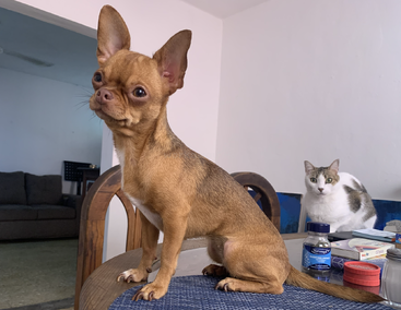 A small brown Chihuahua sits confidently on a table, while a white and gray cat watches from behind. Household items are scattered on the table. Cozy room.