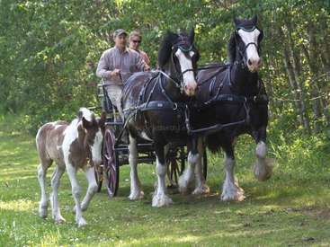 Das Bild zeigt zwei große schwarz-weiße Pferde, die einen Wagen ziehen, begleitet von einem kleineren Pferd, vor einer Kulisse aus Bäumen und Gras.