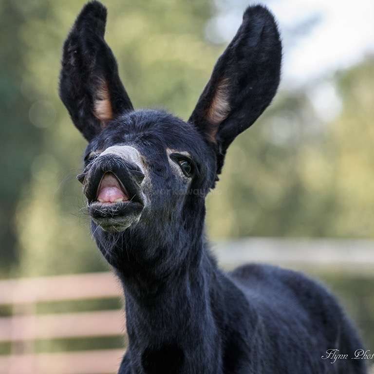Das Bild zeigt eine Nahaufnahme eines schwarzen Esels mit offenem Maul vor einem unscharfen Hintergrund aus Grünzeug und einem Holzzaun.