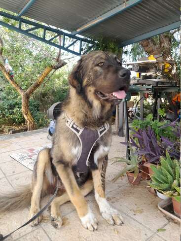 A large, fluffy dog in a harness sits on a tiled patio under a metal roof, surrounded by potted plants and workshop tools. The dog looks happy.