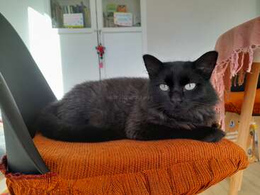 A fluffy black cat with striking green eyes relaxes on an orange textured chair, basking in sunlight in a cozy, tidy room with bookshelves behind.
