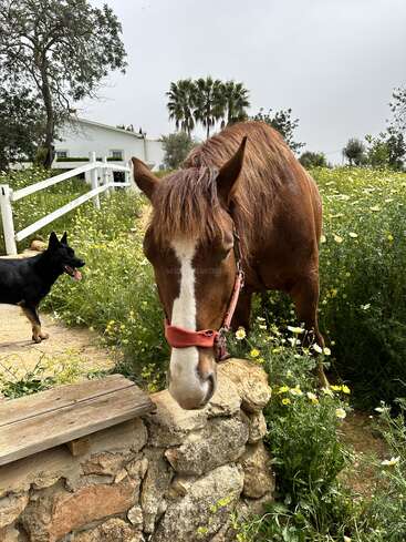 Un cheval brun avec un licol rouge se tient près d'un mur de pierre dans un champ de fleurs sauvages. À proximité, un chien noir se promène, avec une maison en arrière-plan.