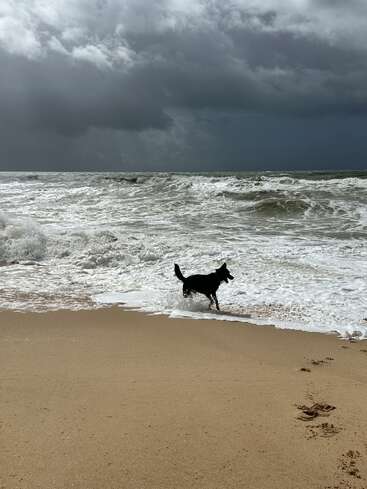 Un chien noir se tient joyeusement au bord de l'eau sur une plage de sable. Des nuages sombres s'amoncellent au-dessus de sa tête et des vagues écumeuses s'écrasent avec force sur le rivage.