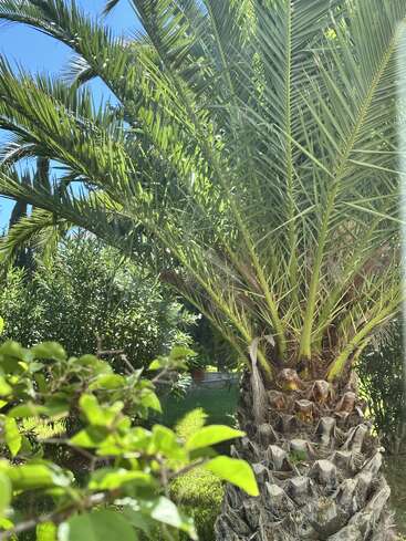 Une scène ensoleillée met en scène un grand palmier aux larges frondes vertes, des feuilles d'un vert éclatant au premier plan et une végétation dense à l'arrière-plan ensoleillé.